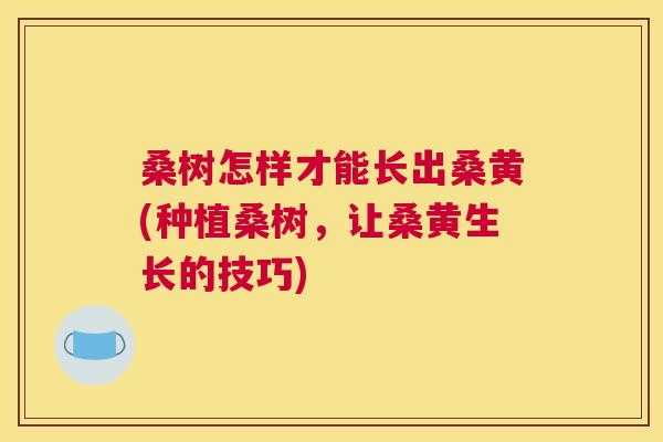 桑树怎样才能长出桑黄(种植桑树,让桑黄生长的技巧) 桑树怎样才能长出桑黄(种植桑树,让桑黄生长的技巧)