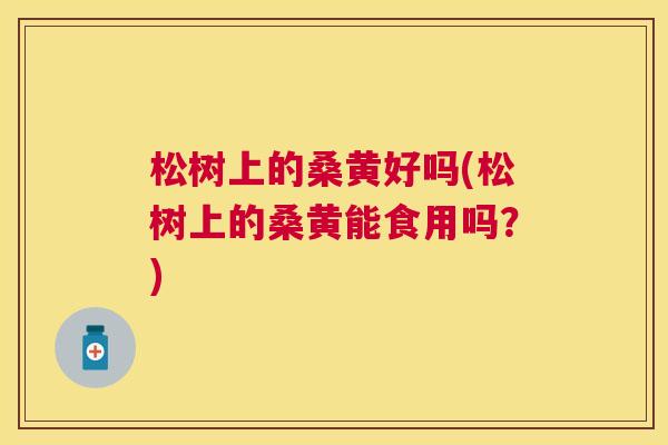 松树上的桑黄好吗(松树上的桑黄能食用吗?) 松树上的桑黄好吗(松树上的桑黄能食用吗?)