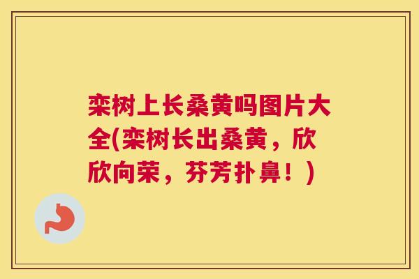 栾树上长桑黄吗图片大全(栾树长出桑黄,欣欣向荣,芬芳扑鼻!) 栾树上长桑黄吗图片大全(栾树长出桑黄,欣欣向荣,芬芳扑鼻!)