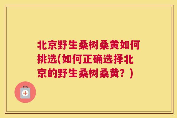 北京野生桑树桑黄如何挑选(如何正确选择北京的野生桑树桑黄?) 北京野生桑树桑黄如何挑选(如何正确选择北京的野生桑树桑黄?)