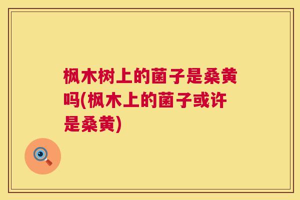 枫木树上的菌子是桑黄吗(枫木上的菌子或许是桑黄)