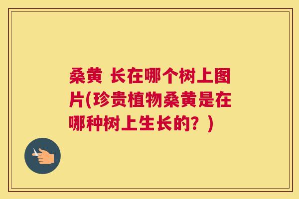 桑黄 长在哪个树上图片(珍贵植物桑黄是在哪种树上生长的?) 桑黄 长在哪个树上图片(珍贵植物桑黄是在哪种树上生长的?)