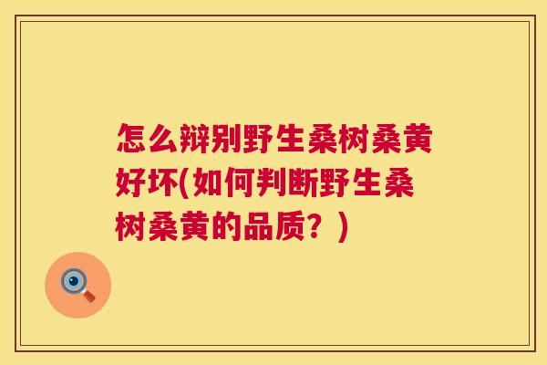 怎么辩别野生桑树桑黄好坏(如何判断野生桑树桑黄的品质?) 怎么辩别野生桑树桑黄好坏(如何判断野生桑树桑黄的品质?)