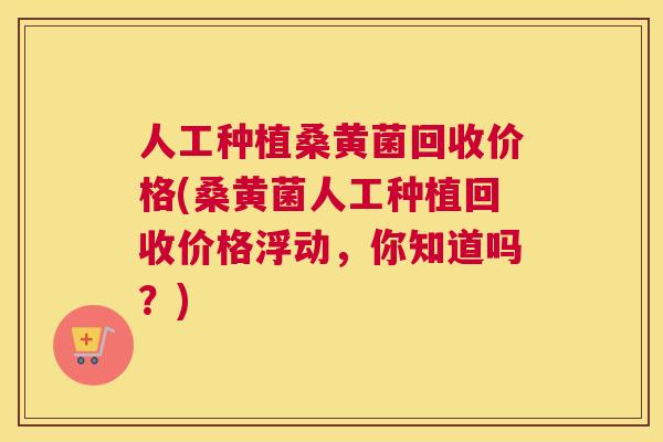 人工种植桑黄菌回收价格(桑黄菌人工种植回收价格浮动,你知道吗?) 人工种植桑黄菌回收价格(桑黄菌人工种植回收价格浮动,你知道吗?)