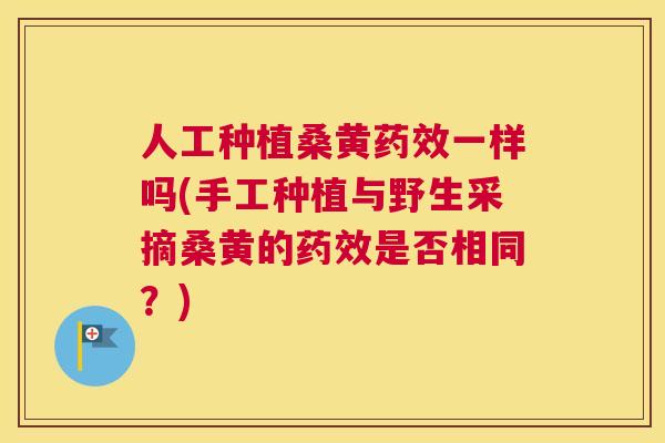 人工种植桑黄一样吗(手工种植与野生采摘桑黄的是否相同?) 人工种植桑黄一样吗(手工种植与野生采摘桑黄的是否相同?)