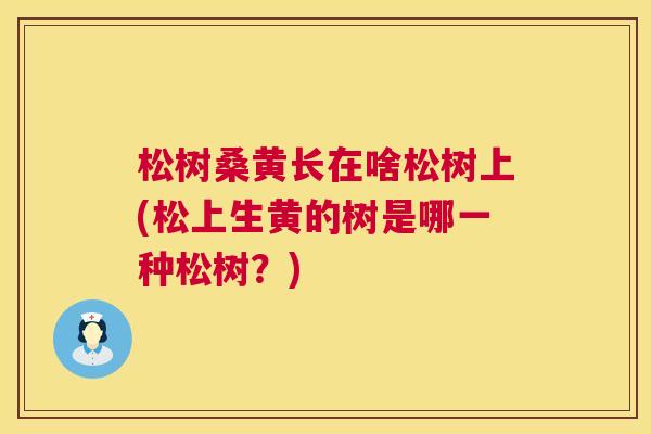松树桑黄长在啥松树上(松上生黄的树是哪一种松树?) 松树桑黄长在啥松树上(松上生黄的树是哪一种松树?)