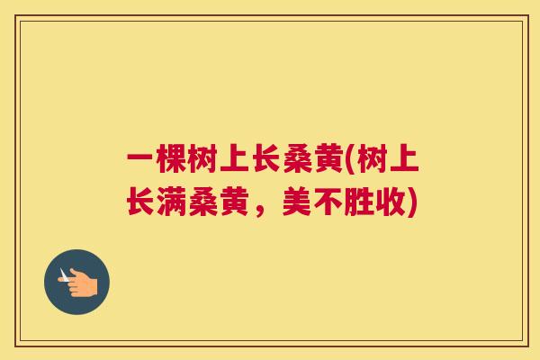 一棵树上长桑黄(树上长满桑黄,美不胜收) 一棵树上长桑黄(树上长满桑黄,美不胜收)