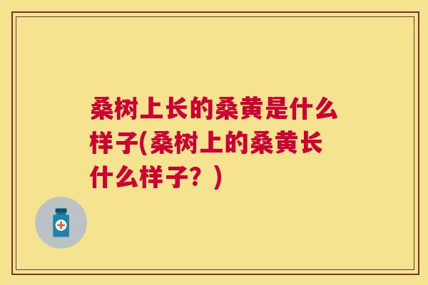 桑树上长的桑黄是什么样子(桑树上的桑黄长什么样子?) 桑树上长的桑黄是什么样子(桑树上的桑黄长什么样子?)