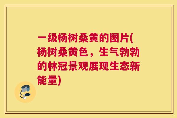 一级杨树桑黄的图片(杨树桑黄色,生气勃勃的林冠景观展现生态新能量) 一级杨树桑黄的图片(杨树桑黄色,生气勃勃的林冠景观展现生态新能量)