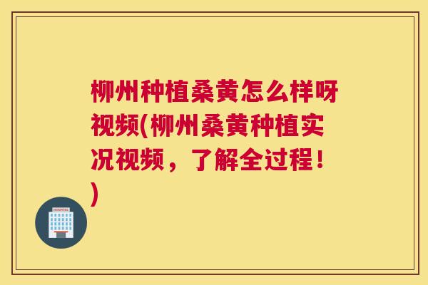 柳州种植桑黄怎么样呀视频(柳州桑黄种植实况视频,了解全过程!) 柳州种植桑黄怎么样呀视频(柳州桑黄种植实况视频,了解全过程!)
