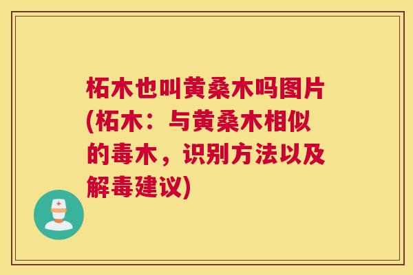 柘木也叫黄桑木吗图片(柘木:与黄桑木相似的毒木,识别方法以及建议) 柘木也叫黄桑木吗图片(柘木:与黄桑木相似的毒木,识别方法以及建议)