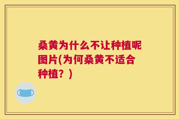 桑黄为什么不让种植呢图片(为何桑黄不适合种植?) 桑黄为什么不让种植呢图片(为何桑黄不适合种植?)