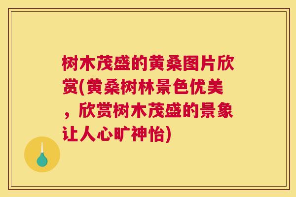 树木茂盛的黄桑图片欣赏(黄桑树林景色优美,欣赏树木茂盛的景象让人心旷神怡) 树木茂盛的黄桑图片欣赏(黄桑树林景色优美,欣赏树木茂盛的景象让人心旷神怡)