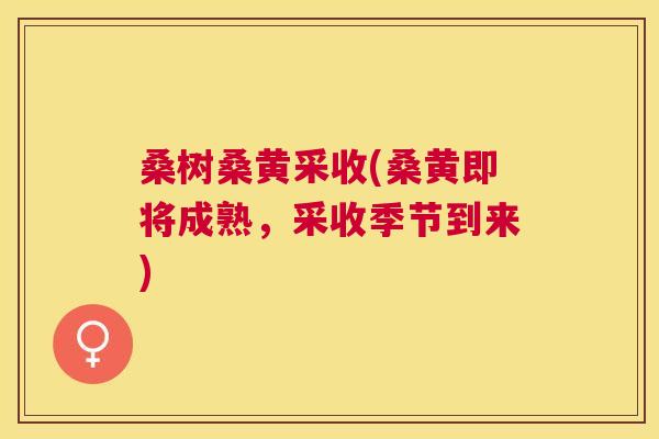 桑树桑黄采收(桑黄即将成熟,采收季节到来) 桑树桑黄采收(桑黄即将成熟,采收季节到来)