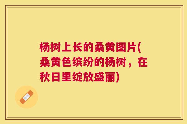 杨树上长的桑黄图片(桑黄色缤纷的杨树,在秋日里绽放盛丽) 杨树上长的桑黄图片(桑黄色缤纷的杨树,在秋日里绽放盛丽)