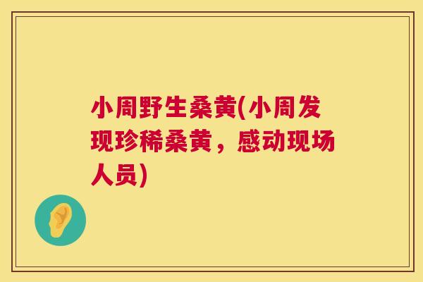 小周野生桑黄(小周发现珍稀桑黄,感动现场人员) 小周野生桑黄(小周发现珍稀桑黄,感动现场人员)