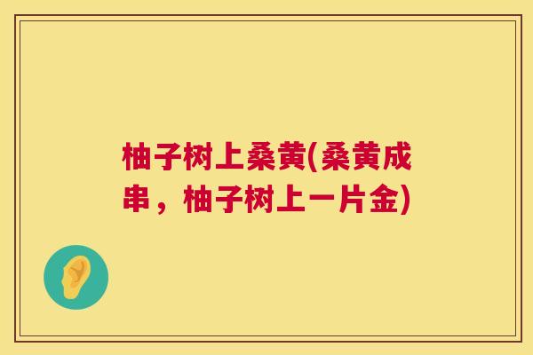 柚子树上桑黄(桑黄成串,柚子树上一片金) 柚子树上桑黄(桑黄成串,柚子树上一片金)