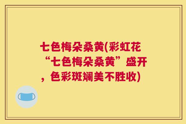 七色梅朵桑黄(彩虹花“七色梅朵桑黄”盛开,色彩斑斓美不胜收) 七色梅朵桑黄(彩虹花“七色梅朵桑黄”盛开,色彩斑斓美不胜收)