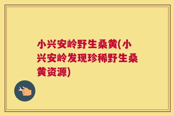 小兴安岭野生桑黄(小兴安岭发现珍稀野生桑黄资源) 小兴安岭野生桑黄(小兴安岭发现珍稀野生桑黄资源)