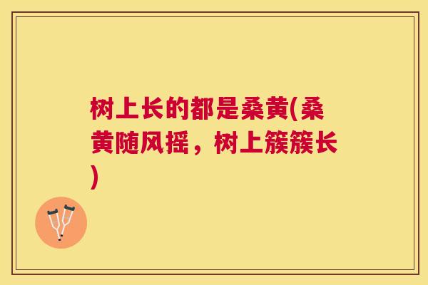 树上长的都是桑黄(桑黄随风摇,树上簇簇长) 树上长的都是桑黄(桑黄随风摇,树上簇簇长)