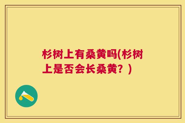 杉树上有桑黄吗(杉树上是否会长桑黄？)