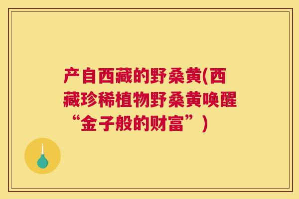 产自西藏的野桑黄(西藏珍稀植物野桑黄唤醒“金子般的财富”) 产自西藏的野桑黄(西藏珍稀植物野桑黄唤醒“金子般的财富”)