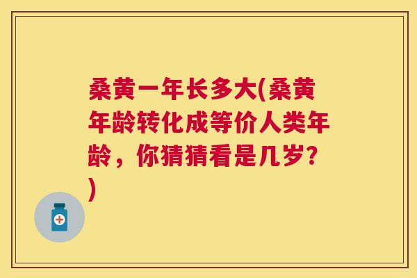 桑黄一年长多大(桑黄年龄转化成等价人类年龄,你猜猜看是几岁?) 桑黄一年长多大(桑黄年龄转化成等价人类年龄,你猜猜看是几岁?)