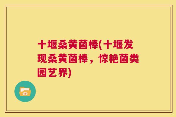 十堰桑黄菌棒(十堰发现桑黄菌棒,惊艳菌类园艺界) 十堰桑黄菌棒(十堰发现桑黄菌棒,惊艳菌类园艺界)