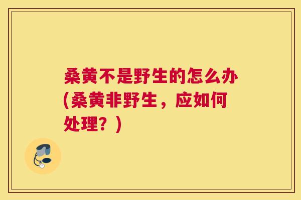 桑黄不是野生的怎么办(桑黄非野生,应如何处理?) 桑黄不是野生的怎么办(桑黄非野生,应如何处理?)