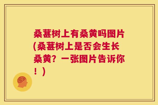 桑葚树上有桑黄吗图片(桑葚树上是否会生长桑黄?一张图片告诉你!) 桑葚树上有桑黄吗图片(桑葚树上是否会生长桑黄?一张图片告诉你!)