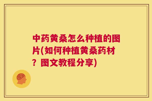 黄桑怎么种植的图片(如何种植黄桑药材?图文教程分享) 黄桑怎么种植的图片(如何种植黄桑药材?图文教程分享)