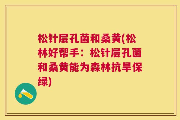 松针层孔菌和桑黄(松林好帮手:松针层孔菌和桑黄能为森林抗旱保绿) 松针层孔菌和桑黄(松林好帮手:松针层孔菌和桑黄能为森林抗旱保绿)