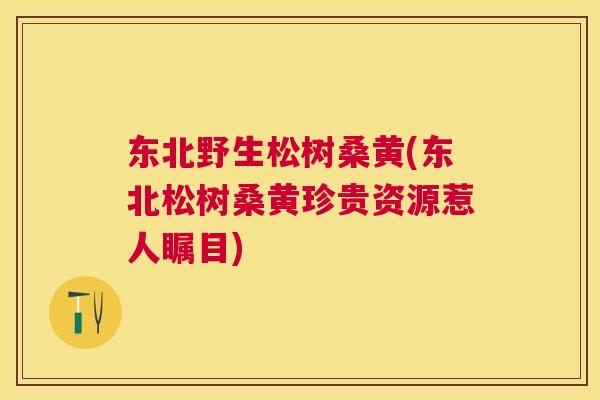 东北野生松树桑黄(东北松树桑黄珍贵资源惹人瞩目)