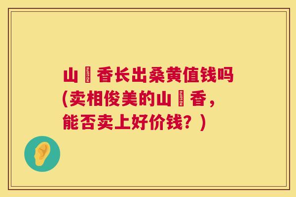 山朩香长出桑黄值钱吗(卖相俊美的山朩香,能否卖上好价钱?) 山朩香长出桑黄值钱吗(卖相俊美的山朩香,能否卖上好价钱?)