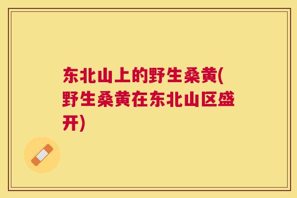 东北山上的野生桑黄(野生桑黄在东北山区盛开) 东北山上的野生桑黄(野生桑黄在东北山区盛开)