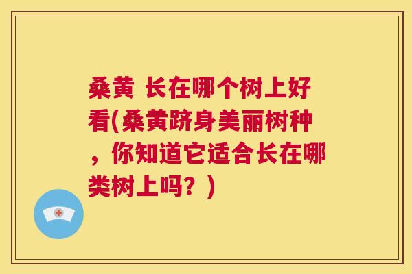 桑黄 长在哪个树上好看(桑黄跻身美丽树种,你知道它适合长在哪类树上吗?) 桑黄 长在哪个树上好看(桑黄跻身美丽树种,你知道它适合长在哪类树上吗?)