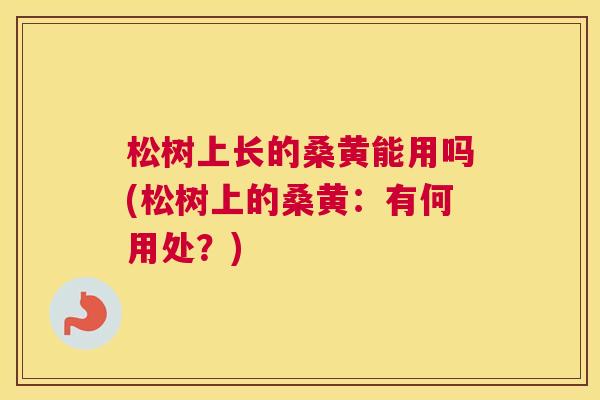 松树上长的桑黄能用吗(松树上的桑黄:有何用处?) 松树上长的桑黄能用吗(松树上的桑黄:有何用处?)