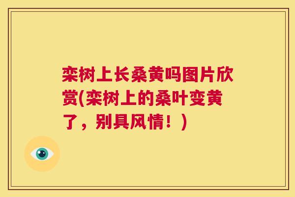 栾树上长桑黄吗图片欣赏(栾树上的桑叶变黄了,别具风情!) 栾树上长桑黄吗图片欣赏(栾树上的桑叶变黄了,别具风情!)