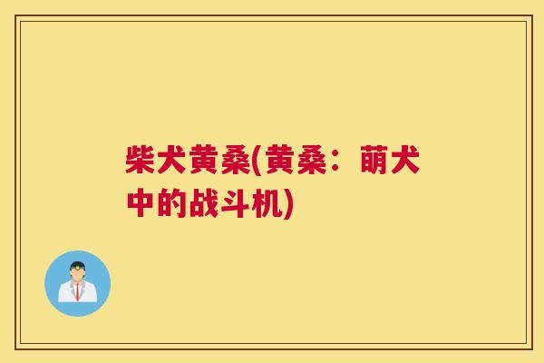 柴犬黄桑(黄桑:萌犬中的战斗机) 柴犬黄桑(黄桑:萌犬中的战斗机)