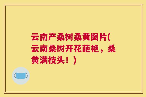云南产桑树桑黄图片(云南桑树开花葩艳,桑黄满枝头!) 云南产桑树桑黄图片(云南桑树开花葩艳,桑黄满枝头!)
