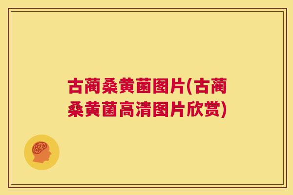 古蔺桑黄菌图片(古蔺桑黄菌高清图片欣赏) 古蔺桑黄菌图片(古蔺桑黄菌高清图片欣赏)
