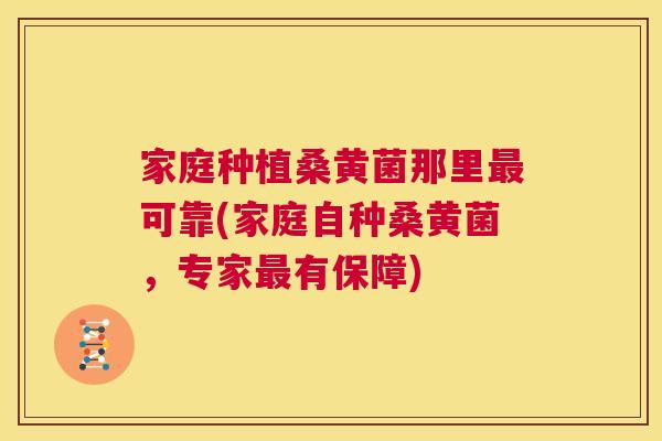 家庭种植桑黄菌那里可靠(家庭自种桑黄菌,专家有保障) 家庭种植桑黄菌那里可靠(家庭自种桑黄菌,专家有保障)