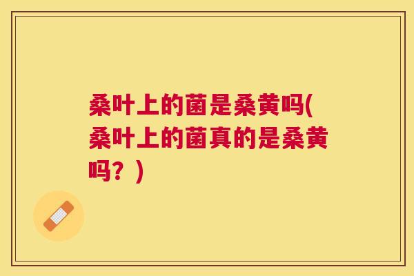 桑叶上的菌是桑黄吗(桑叶上的菌真的是桑黄吗?) 桑叶上的菌是桑黄吗(桑叶上的菌真的是桑黄吗?)