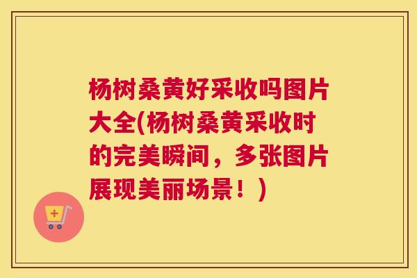 杨树桑黄好采收吗图片大全(杨树桑黄采收时的完美瞬间,多张图片展现美丽场景!) 杨树桑黄好采收吗图片大全(杨树桑黄采收时的完美瞬间,多张图片展现美丽场景!)