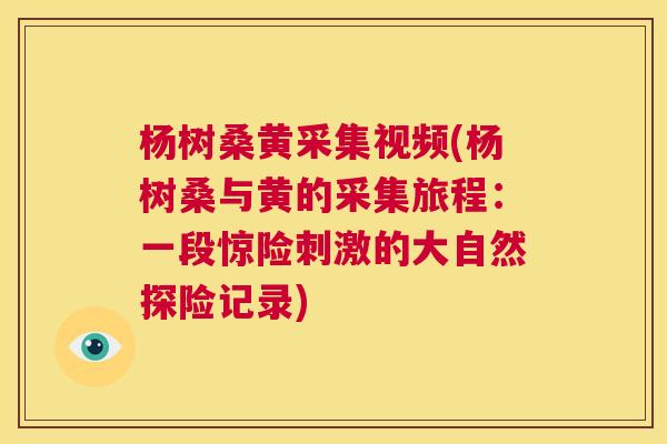 杨树桑黄采集视频(杨树桑与黄的采集旅程:一段惊险刺激的大自然探险记录) 杨树桑黄采集视频(杨树桑与黄的采集旅程:一段惊险刺激的大自然探险记录)