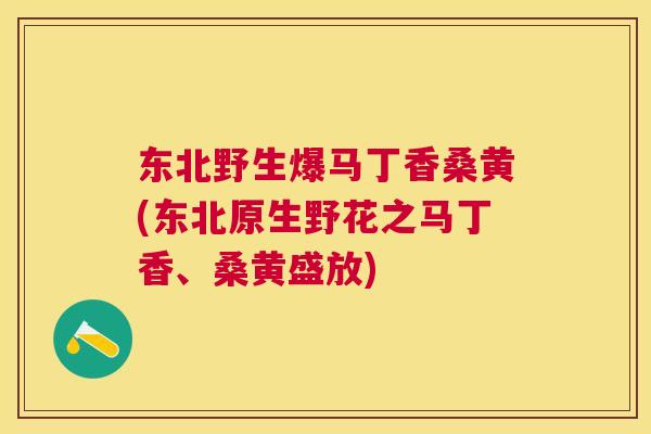 东北野生爆马丁香桑黄(东北原生野花之马丁香、桑黄盛放) 东北野生爆马丁香桑黄(东北原生野花之马丁香、桑黄盛放)