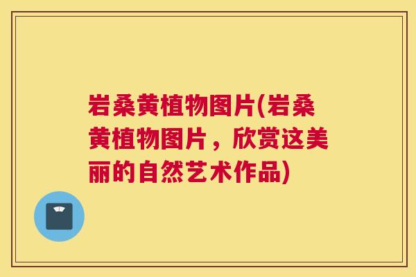 岩桑黄植物图片(岩桑黄植物图片,欣赏这美丽的自然艺术作品) 岩桑黄植物图片(岩桑黄植物图片,欣赏这美丽的自然艺术作品)