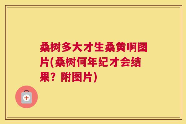 桑树多大才生桑黄啊图片(桑树何年纪才会结果?附图片) 桑树多大才生桑黄啊图片(桑树何年纪才会结果?附图片)