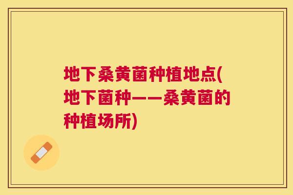 地下桑黄菌种植地点(地下菌种——桑黄菌的种植场所) 地下桑黄菌种植地点(地下菌种——桑黄菌的种植场所)