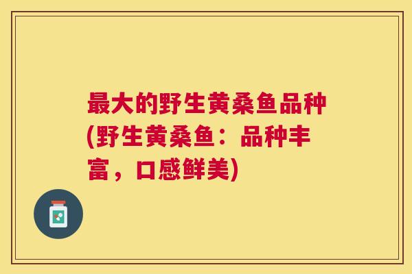 大的野生黄桑鱼品种(野生黄桑鱼:品种丰富,口感鲜美) 大的野生黄桑鱼品种(野生黄桑鱼:品种丰富,口感鲜美)